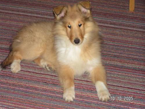 collie langhaar