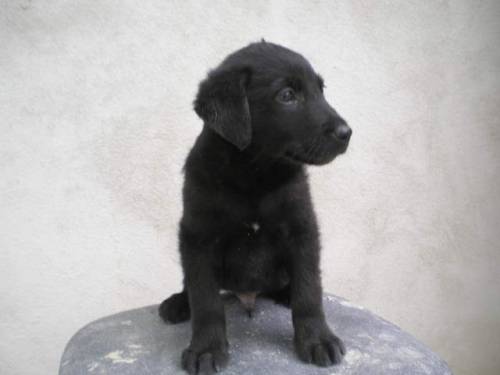 labrador retriever