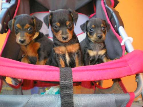 zwergpinscher welpen
