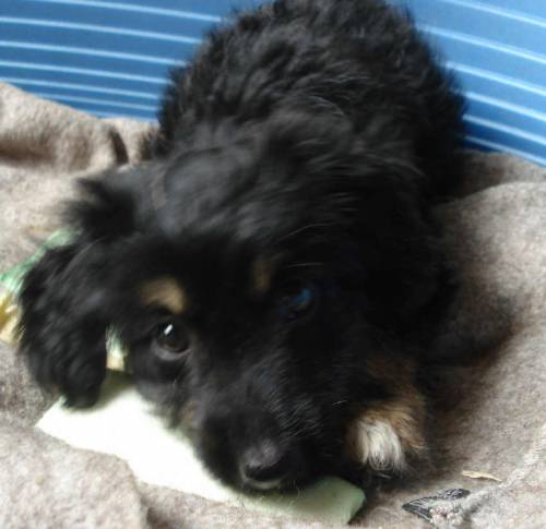 sophie sucht liebe tierfreunde zum alt werden