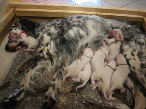 english setter welpen strong willed rose s