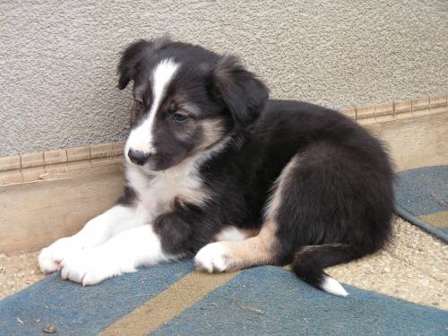 bordercolliewelpe