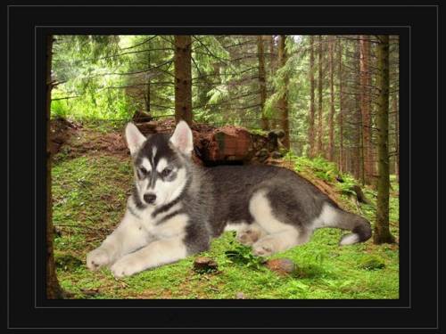 siberian huskywelpe mit fci papieren