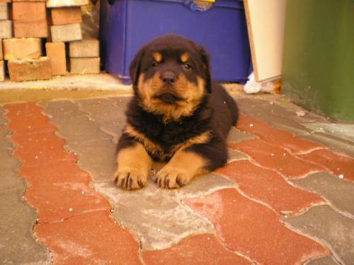 rottweiler welpen