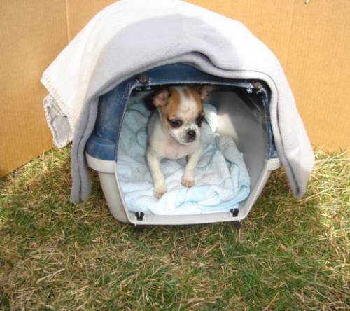 chihuahua welpe