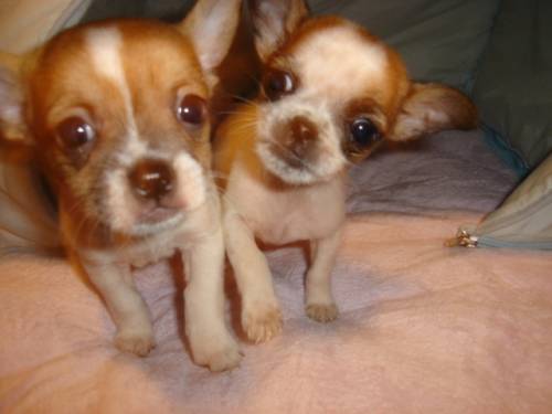 chihuahua welpen