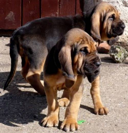 bloodhound welpen
