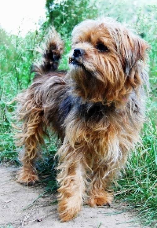 yoda herzkrank besonderer hund sucht besondere menschen