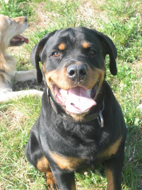 bildsch�ner gutm�tiger junger reinrass rottweilerr�de