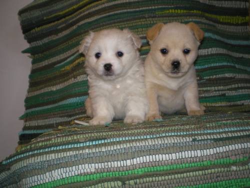 yorkshire tibet spaniel mix welpen
