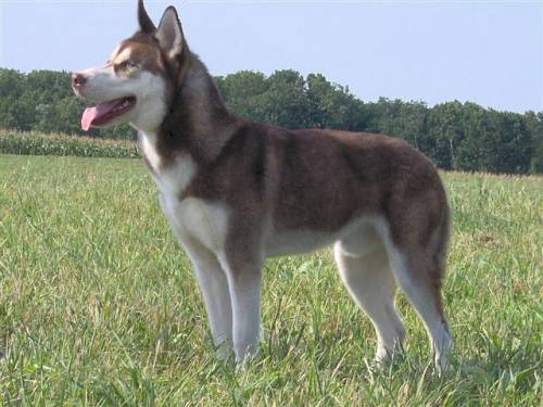 siberian husky mit fci papieren