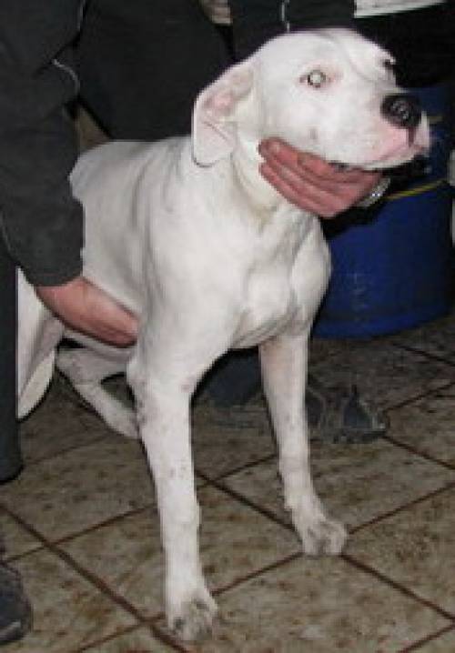 junge dogo h�ndin monate