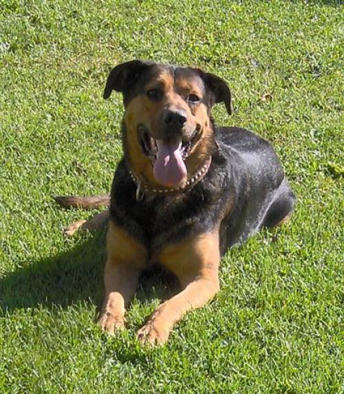 sch�fermixr�de spike