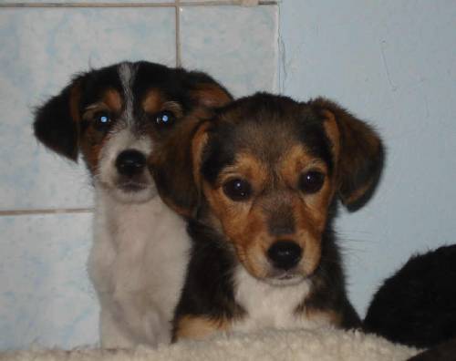  mischlingsm�dchen suchen liebevolle tierliebhaber