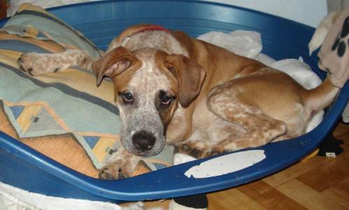 roxy sucht begeisterte hundeliebhaber zum alt werden