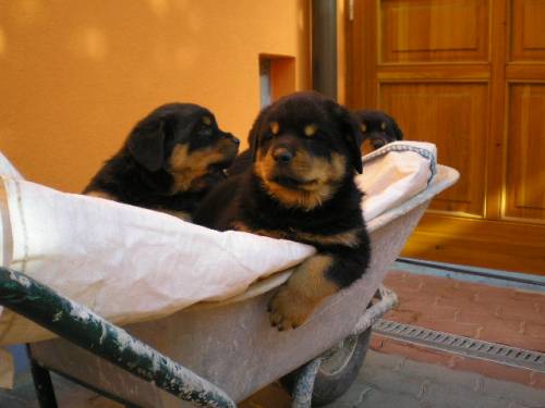 rottweiler welpen