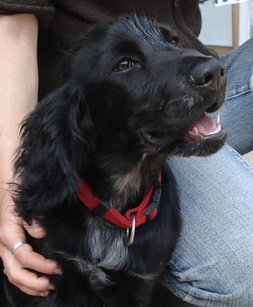 filou sucht sportliche tierliebhaber zum alt werden