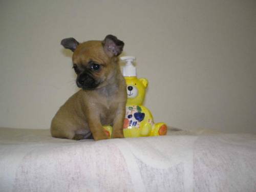 chihuahua welpen