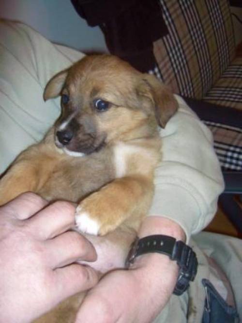 goldenretrievermixwelpe