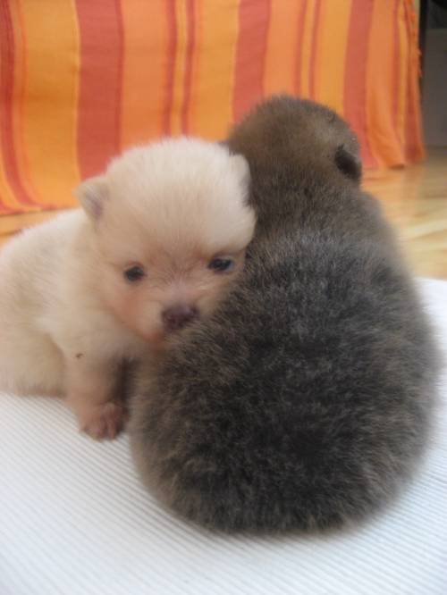 pomeranian spitz welpen