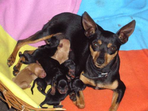 zwergpinscher welpen