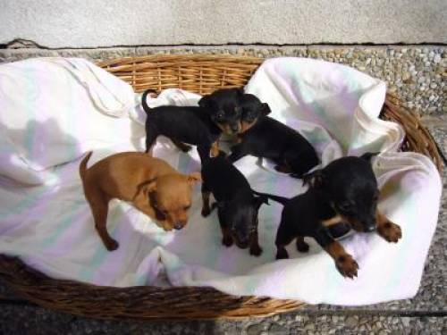 zwergpinscher welpen