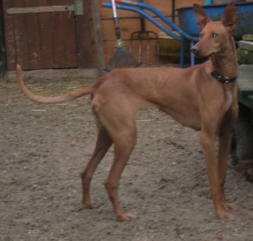 Podenco Canario - Kanarischer Laufhund