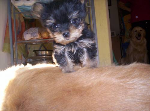 yorkshire terrier welpe sucht neues zu hause