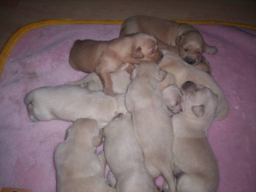 golden retriever welpen suchen ab mitte april neues zu hause