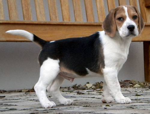 hobby zchter vergibt beagle welpen  