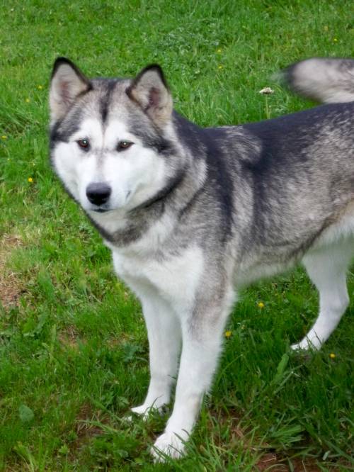 schlittenhundewelpen alaskan malamute abzugeben