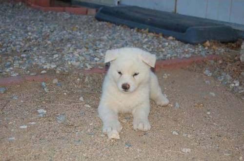 schnste welpen der welt weie akita inu hndin 