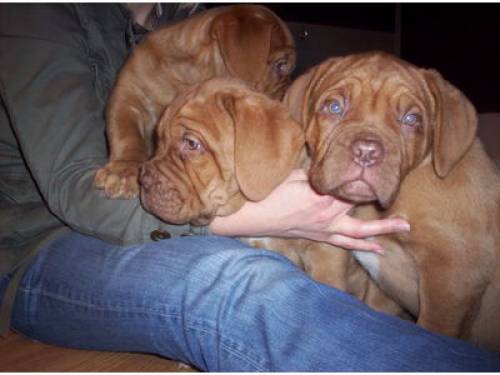 bordeaux dogge