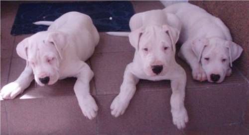 dogo argentino
