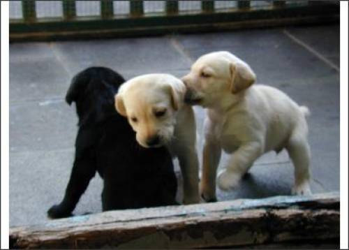 labrador welpen