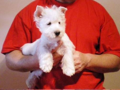 westie welpen �kv fci