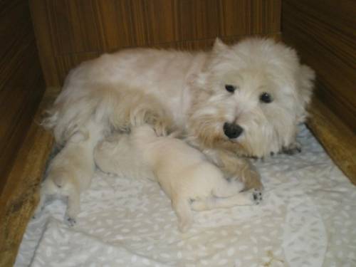 westie welpen �kv fci