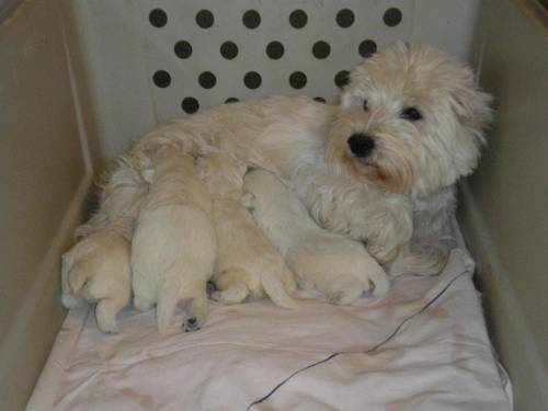 westie welpen �kv fci