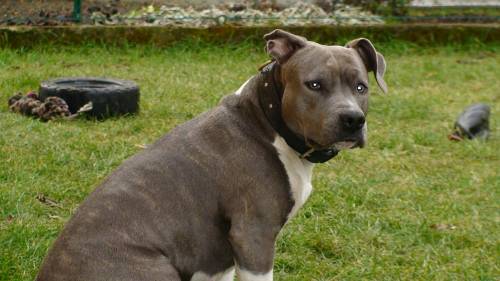 verkaufe wundersch�ne amstaff welpen