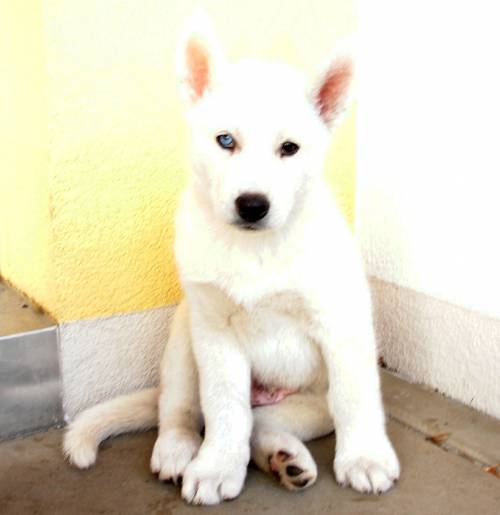 schneeweier siberian husky welpe aus guter zucht