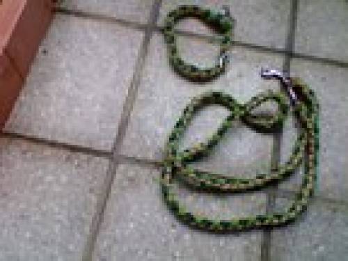 leine halsband