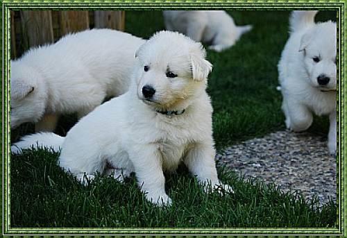 weisse sch�ferhunde welpen k�rzucht