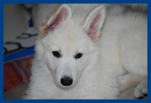 weisse sch�ferhunde welpen mit papiere