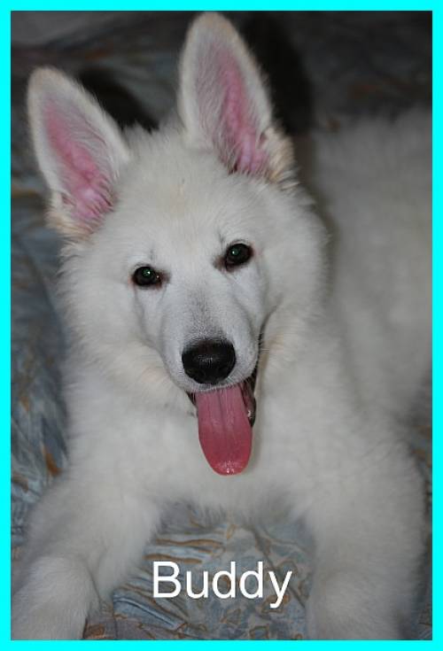 berger blanc suisse weisse schferhunde welpen