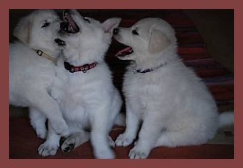 weisse sch�ferhunde welpen