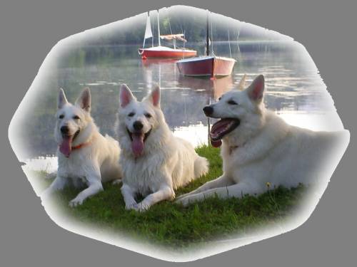 weisse sch�ferhunde welpen berger blanc suisse