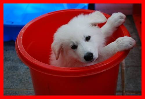 weisser schferhund welpe rde