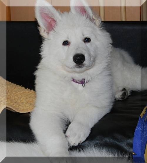 weisse schferhunde welpen berger blanc suisse