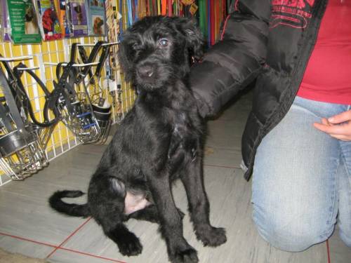 strolchi rottweiler k�nigspudelmix