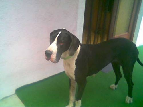 moni deutsche dogge